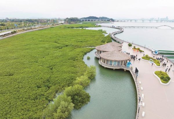 红树林有什么作用_红树林为什么重要-第3张图片-星辰妙记