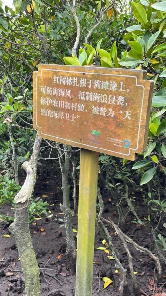 红树林有什么作用_红树林为什么重要-第1张图片-星辰妙记