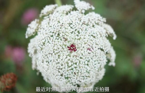 佳能大小三元镜头怎么选_EF大三元和小三元区别-第3张图片-星辰妙记