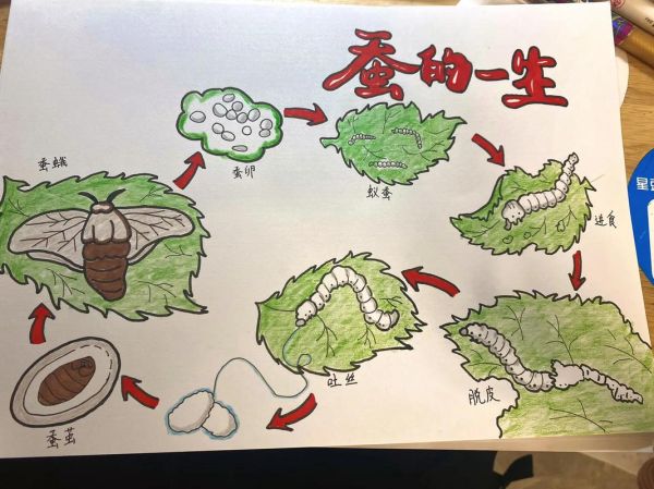 蚕的生命周期_蚕为什么吐丝-第1张图片-星辰妙记