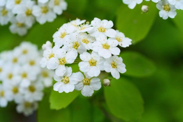 花卉镜头怎么选_微距镜头拍花技巧-第2张图片-星辰妙记