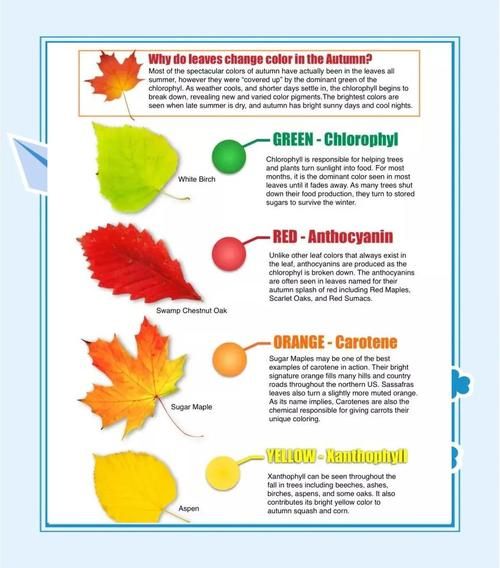 树叶为什么会变色_树叶的秘密有哪些-第2张图片-星辰妙记