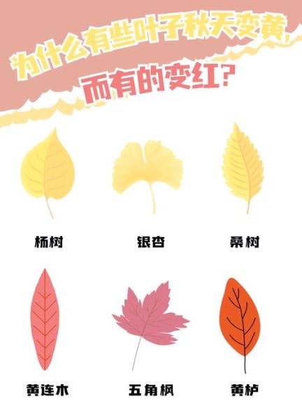 树叶为什么会变色_树叶的秘密有哪些-第1张图片-星辰妙记