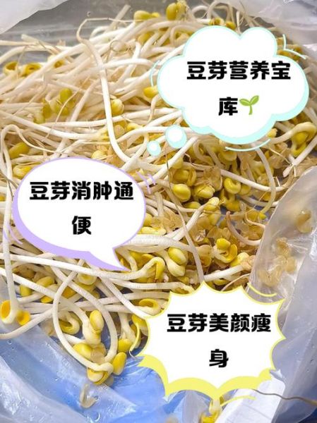 孕妇能吃绿豆芽吗_绿豆芽对胎儿有影响吗-第2张图片-星辰妙记