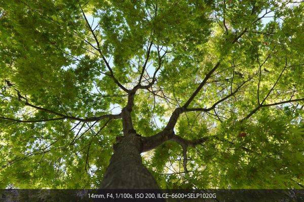 1020镜头适合拍什么_1020镜头画质怎么样-第2张图片-星辰妙记