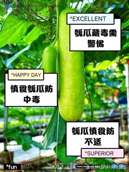 瓠子孕妇能吃吗_孕妇吃瓠子注意事项-第1张图片-星辰妙记