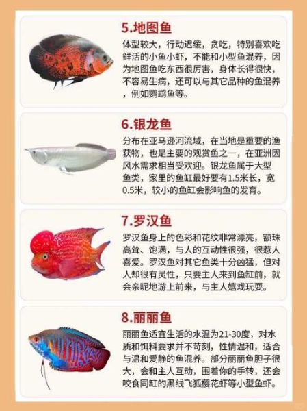 小金鱼怎么养_小金鱼吃什么食物-第2张图片-星辰妙记