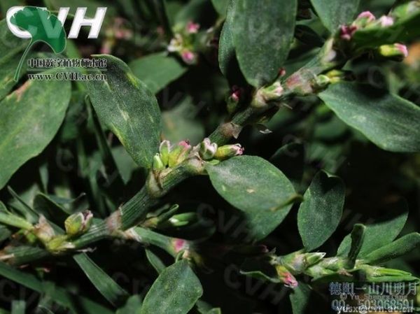 孕妇能喝猪牙草水吗_猪牙草水对孕妇安全吗-第3张图片-星辰妙记