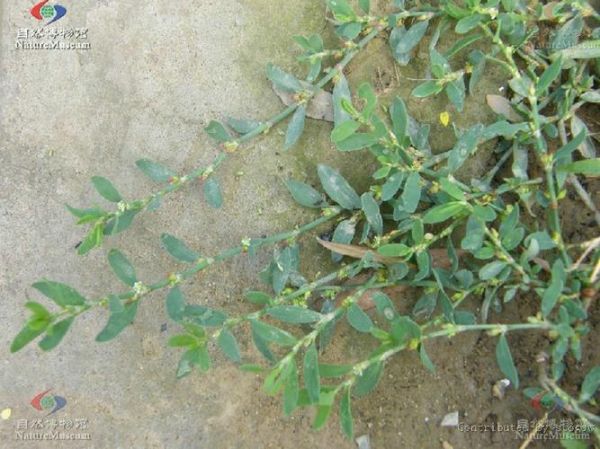 孕妇能喝猪牙草水吗_猪牙草水对孕妇安全吗-第2张图片-星辰妙记