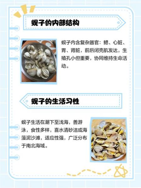 孕妇能吃蚬子吗_孕期吃蚬子的注意事项-第1张图片-星辰妙记