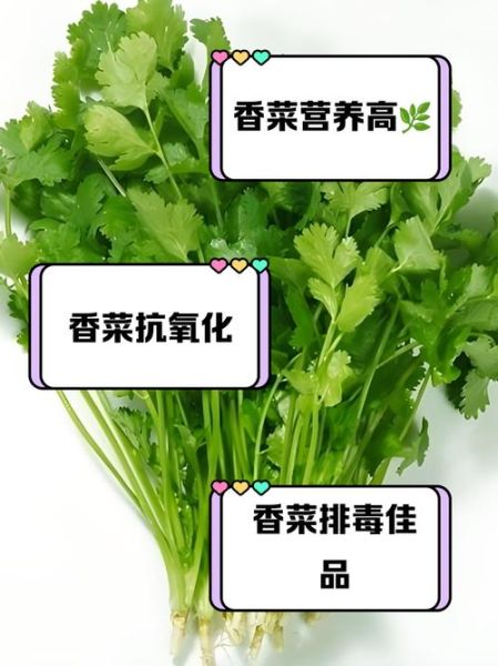孕妇能吃香菜吗初期_怀孕初期吃香菜安全吗-第3张图片-星辰妙记