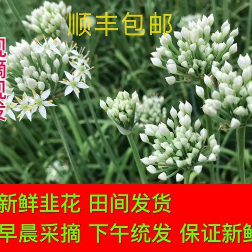 孕妇可以吃韭菜花吗_韭菜花对孕妇安全吗-第1张图片-星辰妙记 孕妇可以吃韭菜花吗_韭菜花对孕妇安全吗-第1张图片-星辰妙记