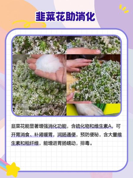 孕妇可以吃韭菜花吗_韭菜花对孕妇安全吗-第3张图片-星辰妙记 孕妇可以吃韭菜花吗_韭菜花对孕妇安全吗-第3张图片-星辰妙记