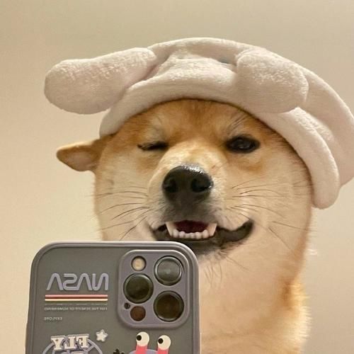 狗头镜头适合拍什么_狗头镜头值得买吗-第1张图片-星辰妙记