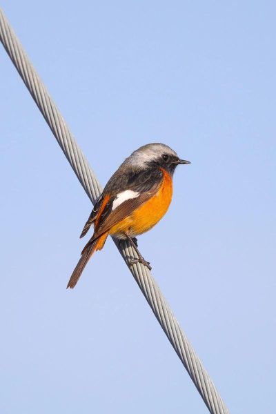 佳能远焦镜头推荐_哪款适合拍鸟-第3张图片-星辰妙记