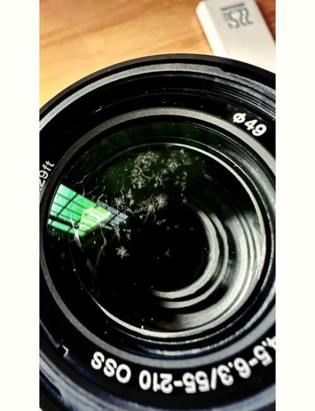 镜头发霉怎么处理_镜头霉斑会自己消失吗-第1张图片-星辰妙记