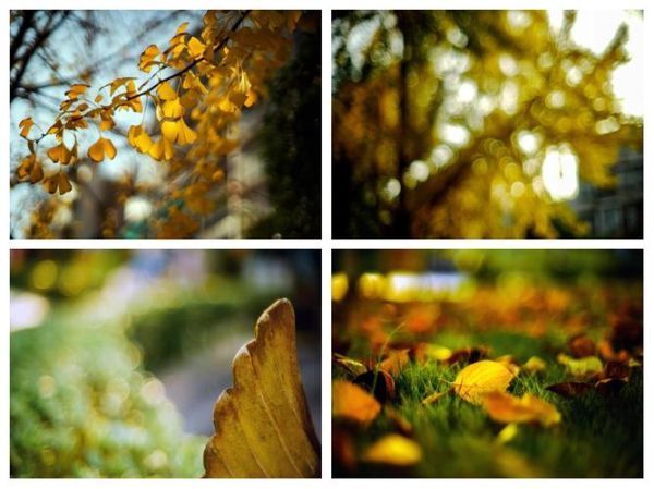 55mm定焦镜头适合拍什么_55mm镜头虚化效果如何-第1张图片-星辰妙记