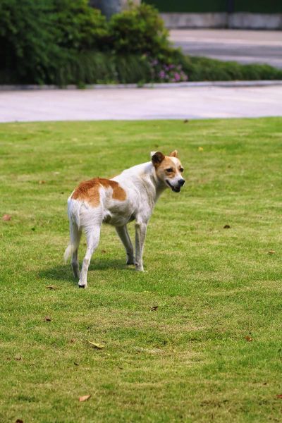 55mm定焦镜头适合拍什么_55mm镜头虚化效果如何-第3张图片-星辰妙记