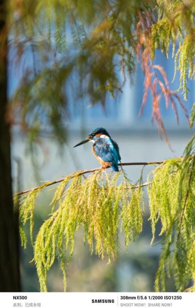 拍鸟镜头推荐_新手选哪款-第1张图片-星辰妙记