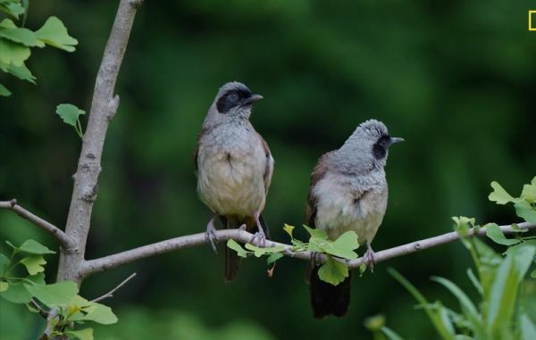 拍鸟镜头推荐_新手选哪款-第2张图片-星辰妙记