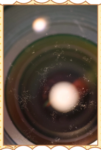 镜头霉点怎么清理_镜头霉点会自己消失吗-第1张图片-星辰妙记 镜头霉点怎么清理_镜头霉点会自己消失吗-第1张图片-星辰妙记