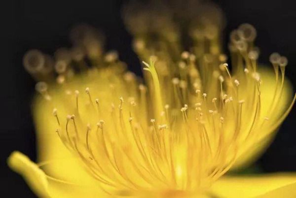 6d微距镜头推荐_6d微距镜头怎么选-第3张图片-星辰妙记