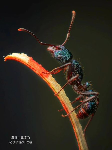 微距镜头手机怎么选_微距镜头手机推荐-第1张图片-星辰妙记