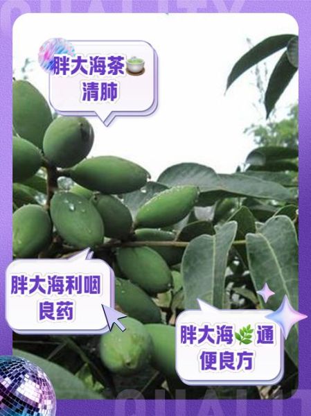 孕妇喝了胖大海怎么办_对胎儿有影响吗-第1张图片-星辰妙记