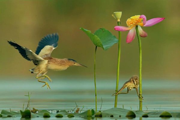 飞鸟慢镜头怎么拍_飞鸟慢动作拍摄技巧-第1张图片-星辰妙记