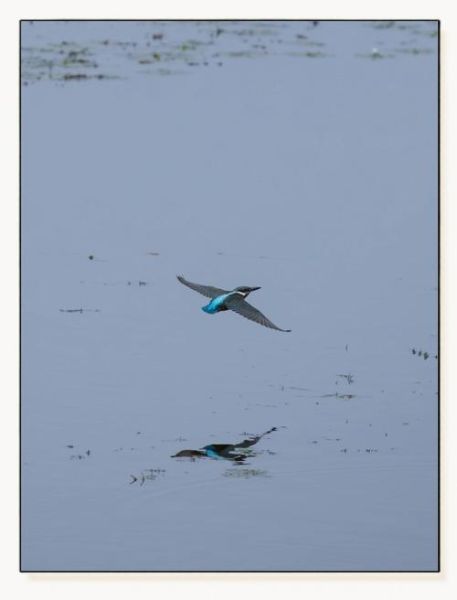 飞鸟慢镜头怎么拍_飞鸟慢动作拍摄技巧-第2张图片-星辰妙记