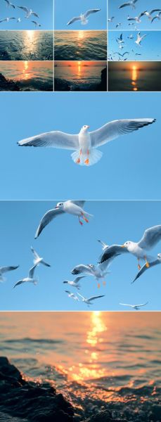 飞鸟慢镜头怎么拍_飞鸟慢动作拍摄技巧-第3张图片-星辰妙记