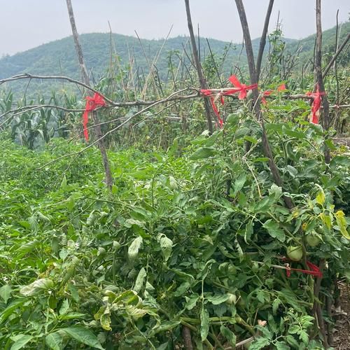 孕妇初期可以吃黄瓜吗_怀孕早期吃黄瓜安全吗-第1张图片-星辰妙记 孕妇初期可以吃黄瓜吗_怀孕早期吃黄瓜安全吗-第1张图片-星辰妙记