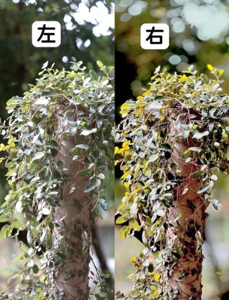 虚化镜头怎么拍_背景虚化效果为什么不好-第3张图片-星辰妙记