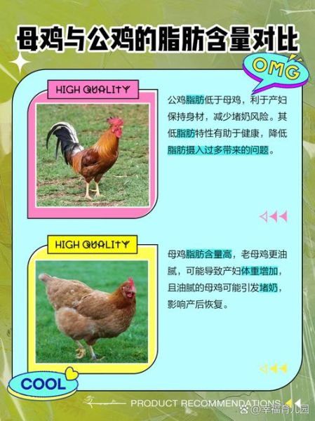 孕妇吃母鸡好还是公鸡好_孕期吃公鸡更营养吗-第1张图片-星辰妙记