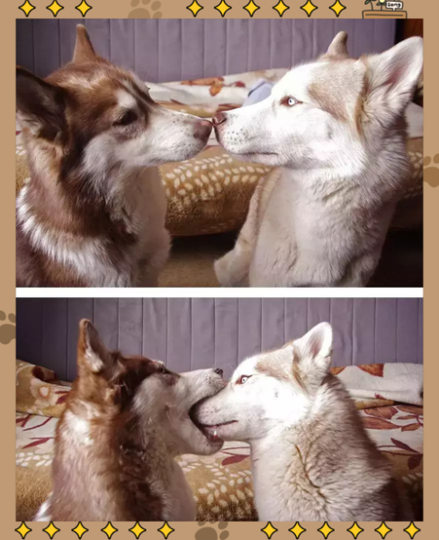 动物之间的爱有哪些表现_动物的爱能教会人类什么-第2张图片-星辰妙记