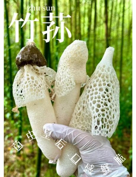 孕妇能吃竹荪吗_竹荪对孕妇有什么好处-第1张图片-星辰妙记