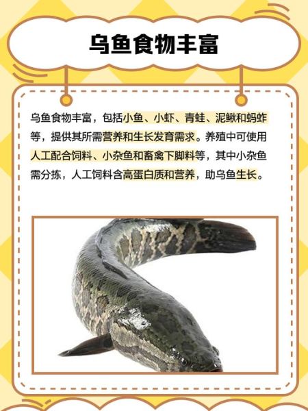 孕妇吃乌鱼对胎儿好吗_孕妇吃乌鱼注意事项-第3张图片-星辰妙记