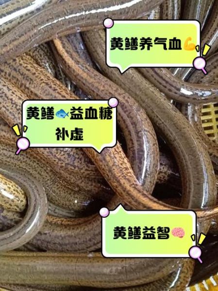 孕妇几个月吃黄鳝最补_黄鳝对胎儿发育的最佳阶段-第1张图片-星辰妙记 孕妇几个月吃黄鳝最补_黄鳝对胎儿发育的最佳阶段-第1张图片-星辰妙记
