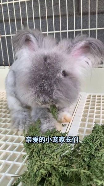 兔子怎么养_兔子吃什么-第3张图片-星辰妙记