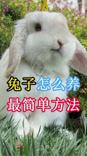 兔子怎么养_兔子吃什么-第1张图片-星辰妙记
