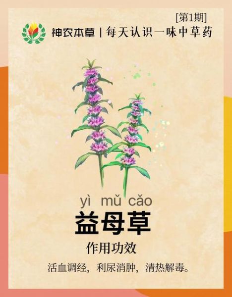 益母草孕妇可以吃吗_孕妇能吃益母草吗-第1张图片-星辰妙记 益母草孕妇可以吃吗_孕妇能吃益母草吗-第1张图片-星辰妙记