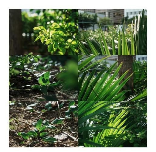 索尼18200镜头怎么样_适合拍什么题材-第3张图片-星辰妙记