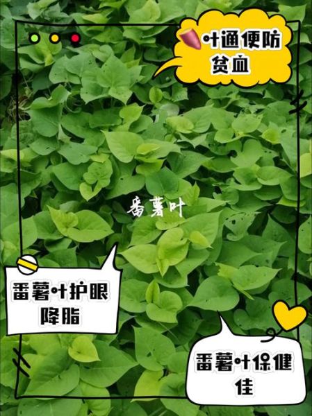 孕妇可以吃番薯叶吗_番薯叶对孕妇的好处-第1张图片-星辰妙记
