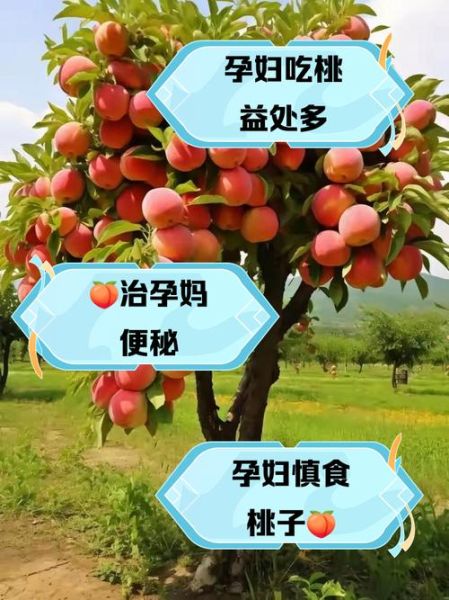 孕妇可以吃桃子吗_孕期吃桃子的好处-第1张图片-星辰妙记