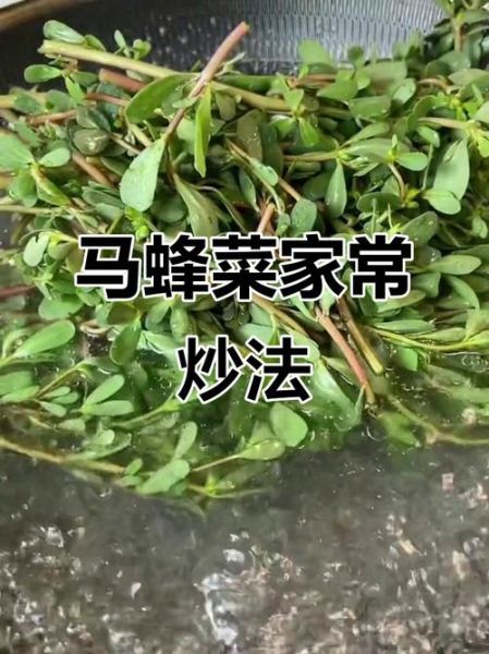马蜂菜孕妇可以吃吗_孕妇吃马蜂菜注意事项-第2张图片-星辰妙记