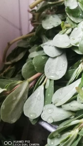 马蜂菜孕妇可以吃吗_孕妇吃马蜂菜注意事项-第3张图片-星辰妙记