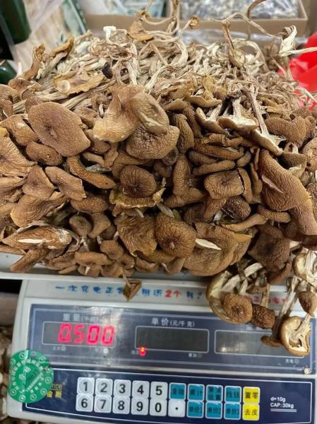 孕妇可以吃茶树菇吗_茶树菇对胎儿好吗-第3张图片-星辰妙记