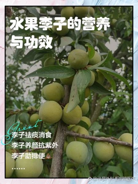 孕妇吃李子对胎儿好吗_李子对孕妇的好处和坏处-第1张图片-星辰妙记