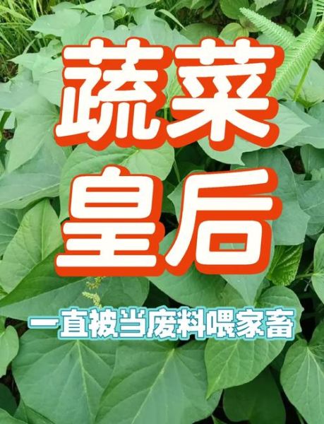 孕妇吃红薯叶对胎儿好吗_红薯叶孕期营养全解析-第3张图片-星辰妙记 孕妇吃红薯叶对胎儿好吗_红薯叶孕期营养全解析-第3张图片-星辰妙记