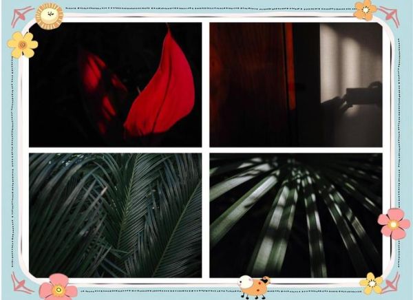 镜头最近对焦距离_如何拍出锐利微距-第2张图片-星辰妙记